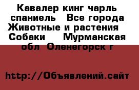 Кавалер кинг чарль спаниель - Все города Животные и растения » Собаки   . Мурманская обл.,Оленегорск г.